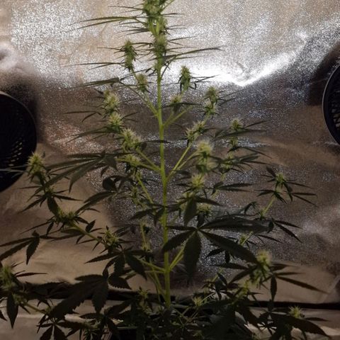 CG - El valle haze growlog timeline photo