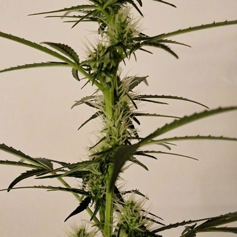 CG - El valle haze growlog timeline photo