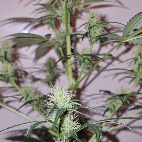 CG - El valle haze growlog timeline photo