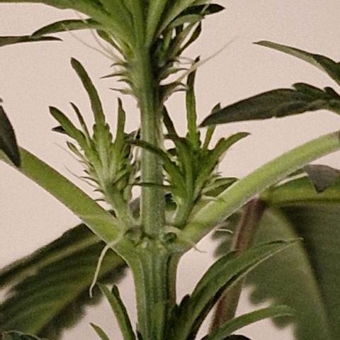 CG - El valle haze growlog timeline photo