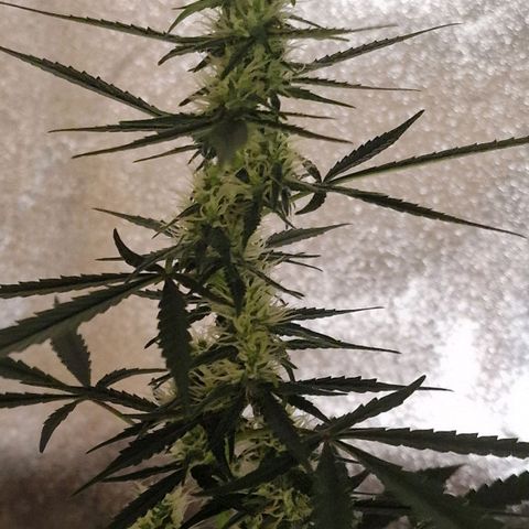 CG - El valle haze growlog timeline photo