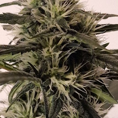CG - El valle haze growlog timeline photo