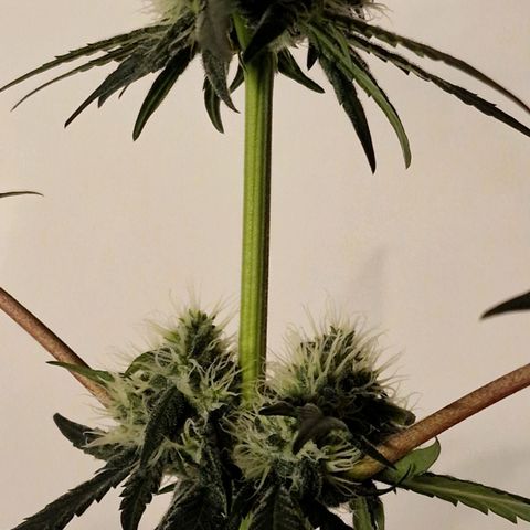 CG - El valle haze growlog timeline photo