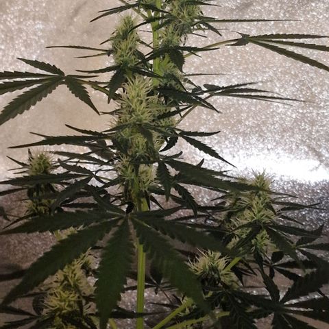 CG - El valle haze growlog timeline photo
