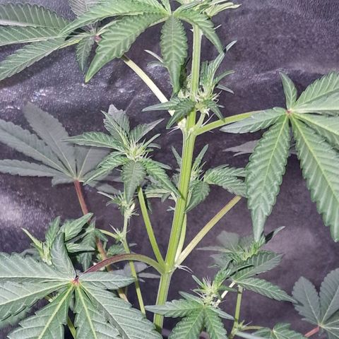 CG - El valle haze growlog timeline photo