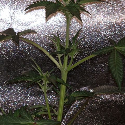 CG - El valle haze growlog timeline photo