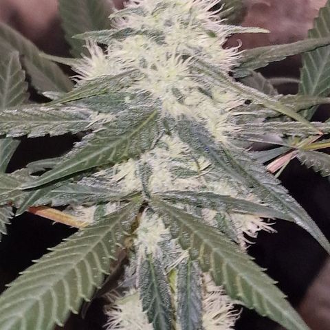 CG - El valle haze growlog timeline photo