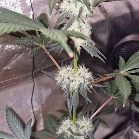 CG - El valle haze growlog timeline photo