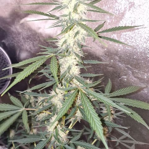 CG - El valle haze growlog timeline photo