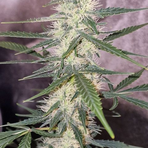 CG - El valle haze growlog timeline photo