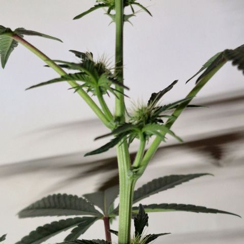 CG - El valle haze growlog timeline photo