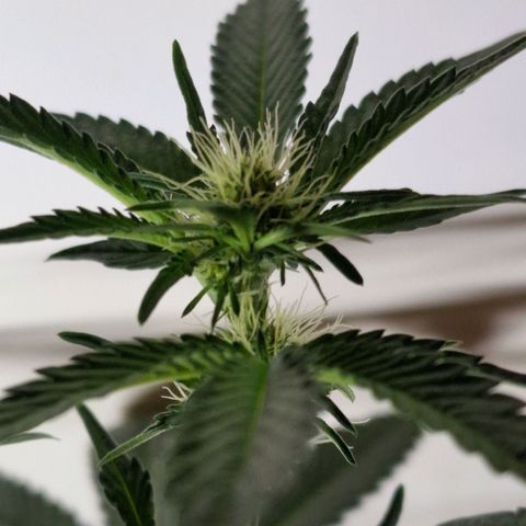 CG - El valle haze growlog timeline photo