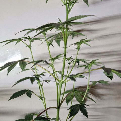 CG - El valle haze growlog timeline photo