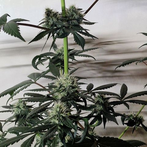 CG - El valle haze growlog timeline photo