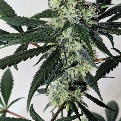 CG - El valle haze growlog timeline photo