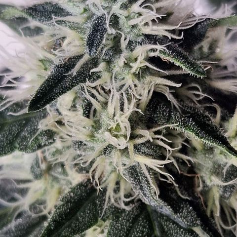 CG - El valle haze growlog timeline photo