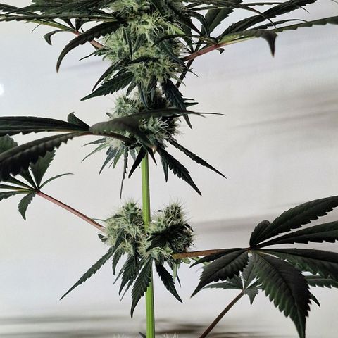 CG - El valle haze growlog timeline photo