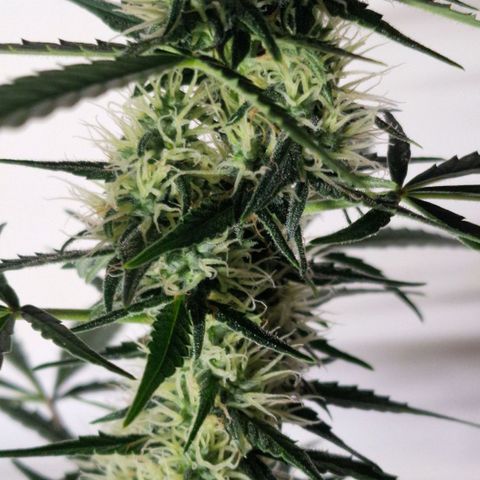 CG - El valle haze growlog timeline photo