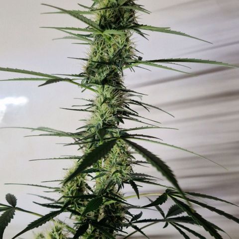 CG - El valle haze growlog timeline photo