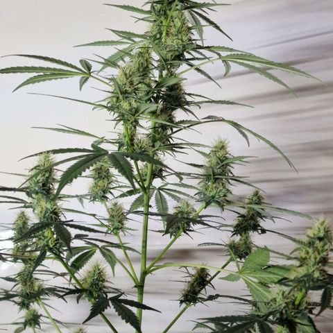 CG - El valle haze growlog timeline photo