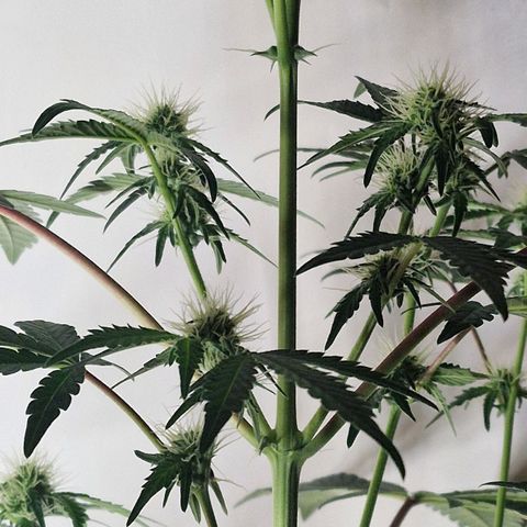 CG - El valle haze growlog timeline photo
