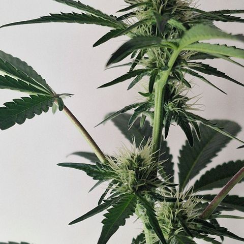 CG - El valle haze growlog timeline photo