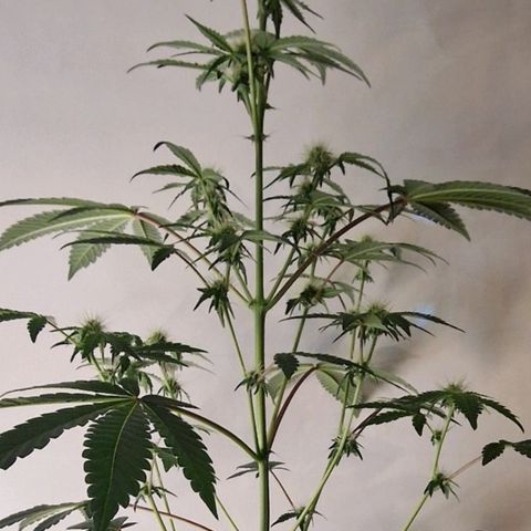 CG - El valle haze growlog timeline photo