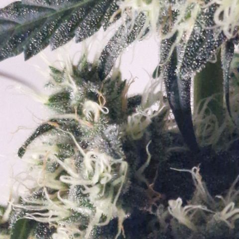 CG - El valle haze growlog timeline photo
