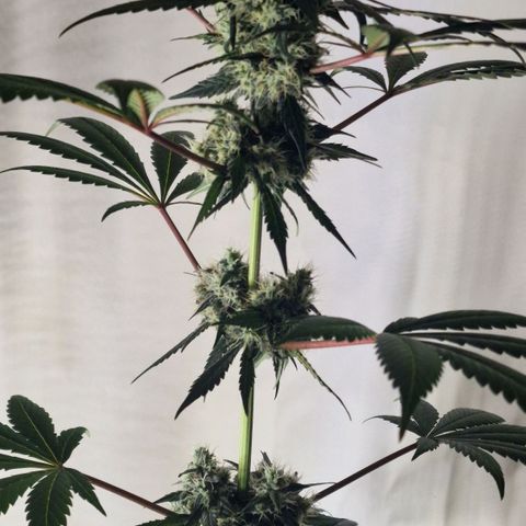 CG - El valle haze growlog timeline photo