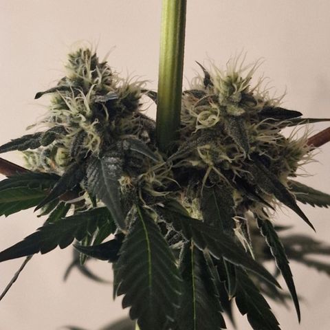 CG - El valle haze growlog timeline photo