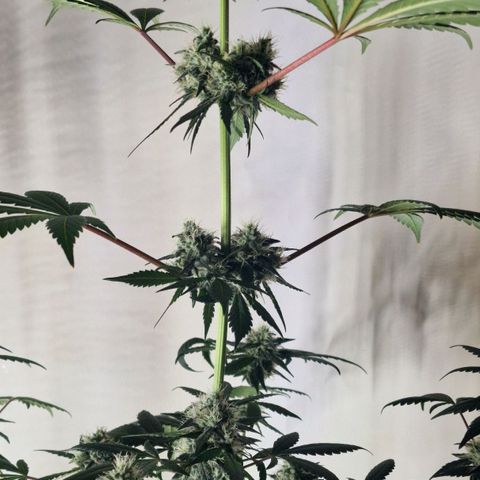 CG - El valle haze growlog timeline photo