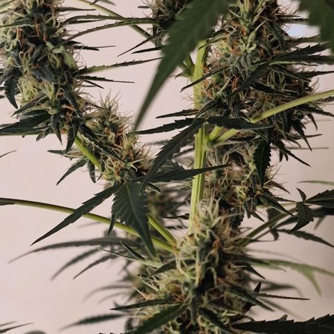 CG - El valle haze growlog timeline photo