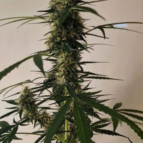 CG - El valle haze growlog timeline photo