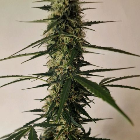 CG - El valle haze growlog timeline photo