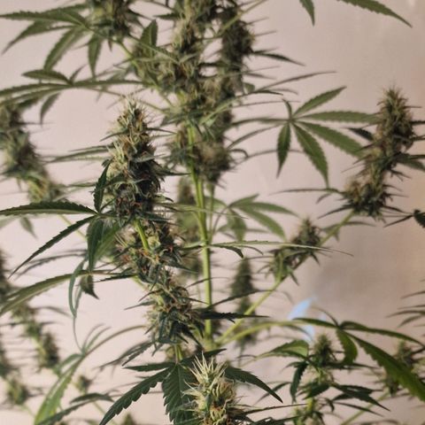 CG - El valle haze growlog timeline photo