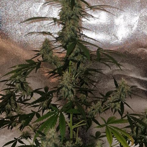 CG - El valle haze growlog timeline photo