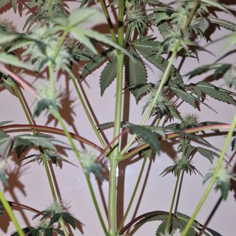 CG - El valle haze growlog timeline photo