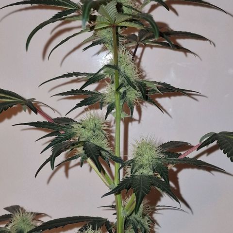 CG - El valle haze growlog timeline photo