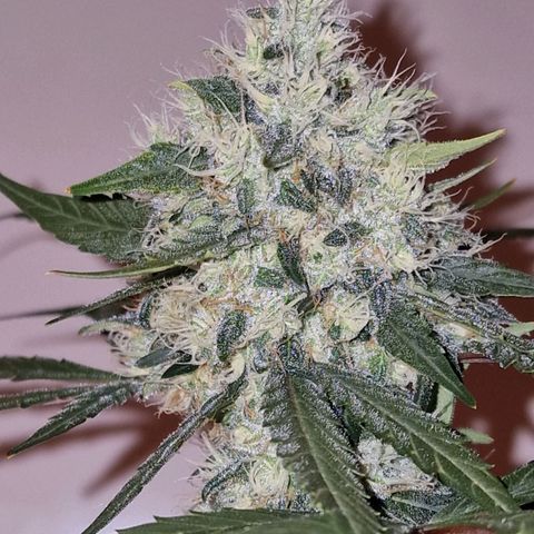 CG - El valle haze growlog timeline photo