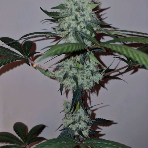CG - El valle haze growlog timeline photo