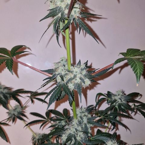 CG - El valle haze growlog timeline photo