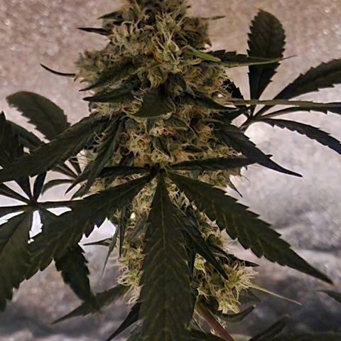 CG - El valle haze growlog timeline photo