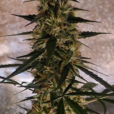 CG - El valle haze growlog timeline photo