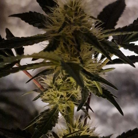 CG - El valle haze growlog timeline photo