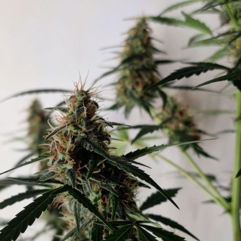 CG - El valle haze growlog timeline photo