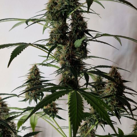 CG - El valle haze growlog timeline photo