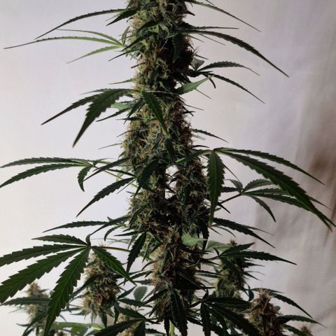 CG - El valle haze growlog timeline photo