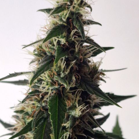 CG - El valle haze growlog timeline photo