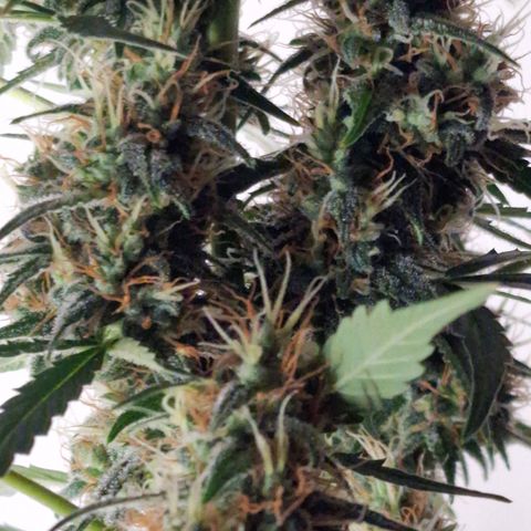 CG - El valle haze growlog timeline photo