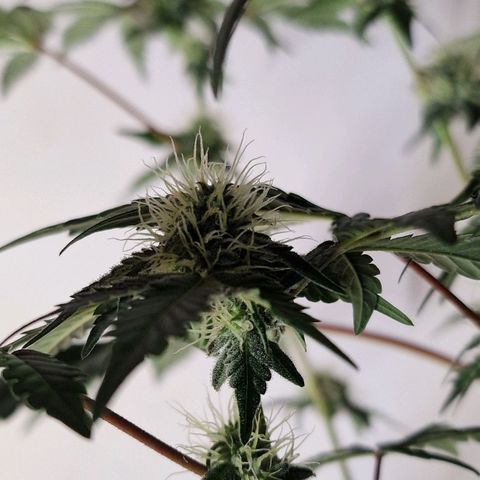 CG - El valle haze growlog timeline photo